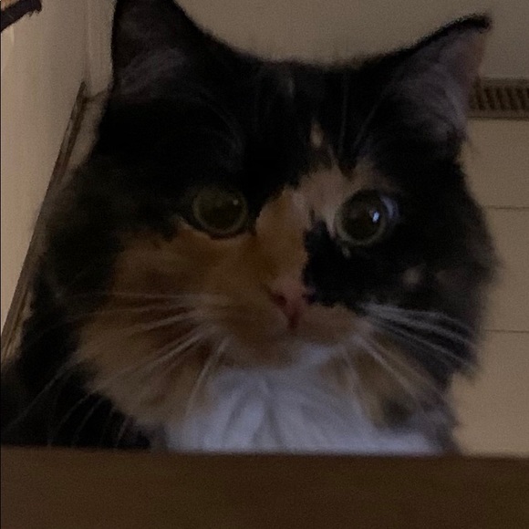 Meet your Posher, Colleen - Picture 1 of 1